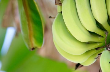 Waikiki Banana Bars