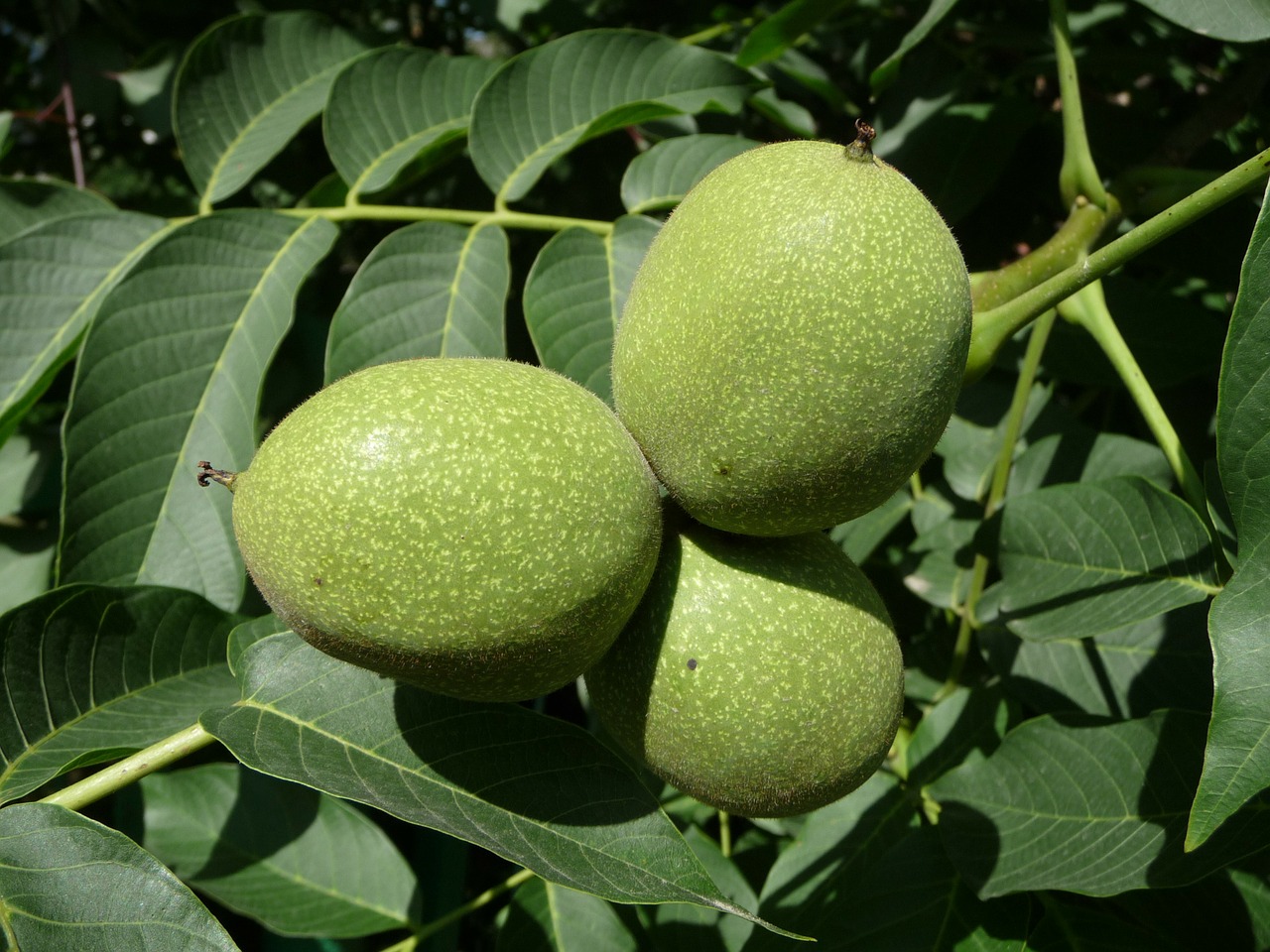 Walnut Thumbprints