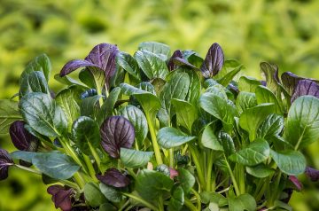 Warm Spinach and Basil Salad