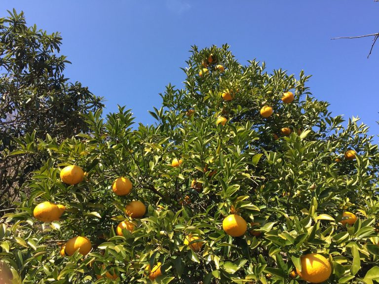 Tossed Salad With Mandarin Oranges