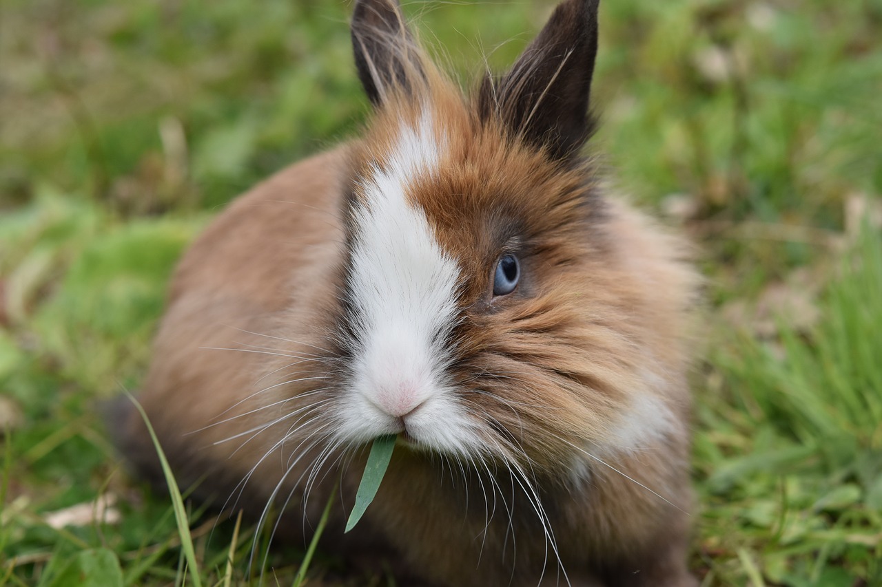 Welsh Rabbit