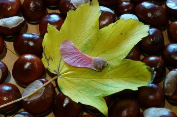 Maple and Orange Glazed Chicken
