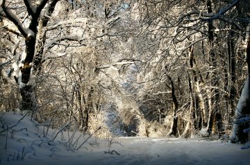 Trees and Snow