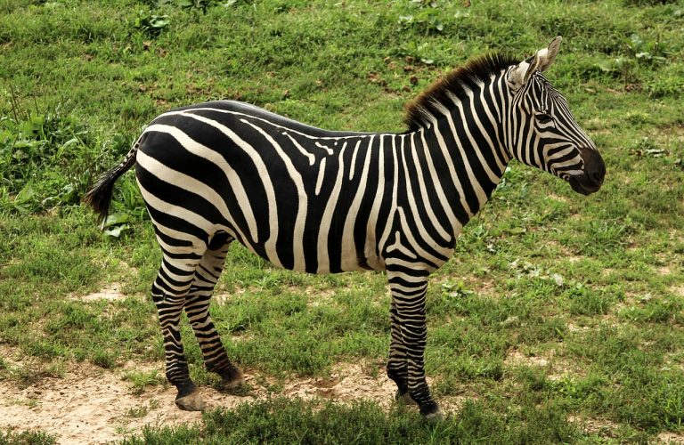 Zebra Icebox Cookies