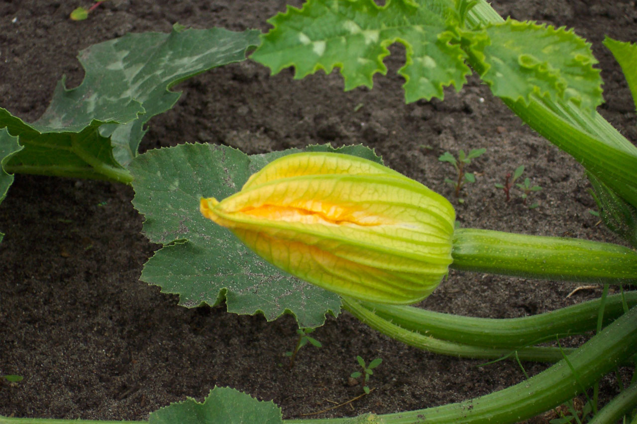 Grilled Yellow Squash and Zucchini