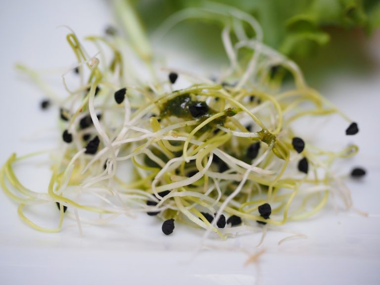 Flemish Sprouts