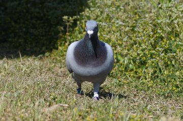 Smothered Chicken Breasts