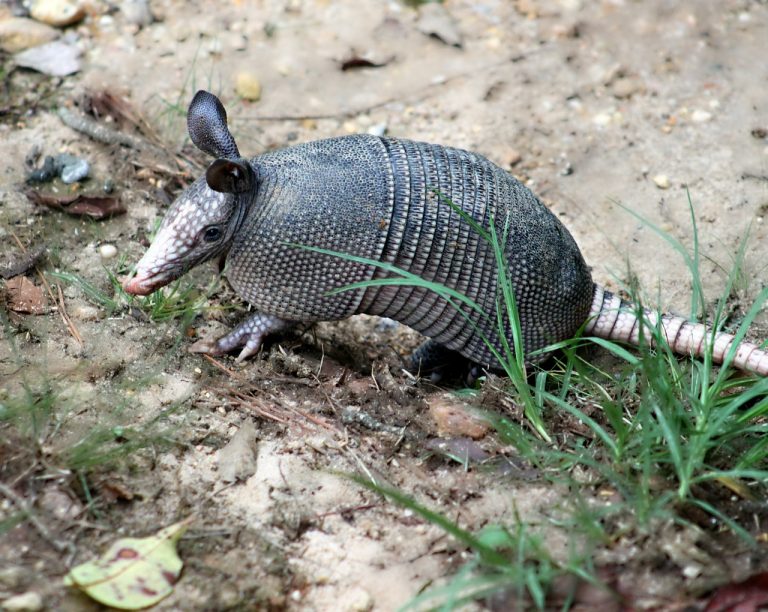 Armadillo Potatoes
