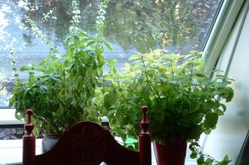 Lemon and Basil Linguine