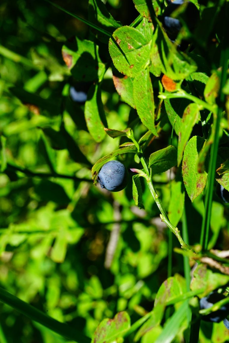 Berry Fruit Dip