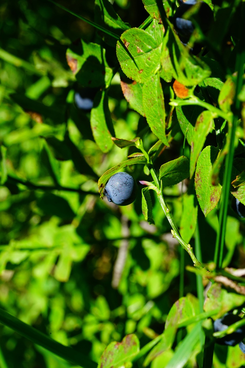 Very Berry Fruit Salad