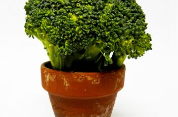 One Pot Creamy Noodles With Chicken and Broccoli