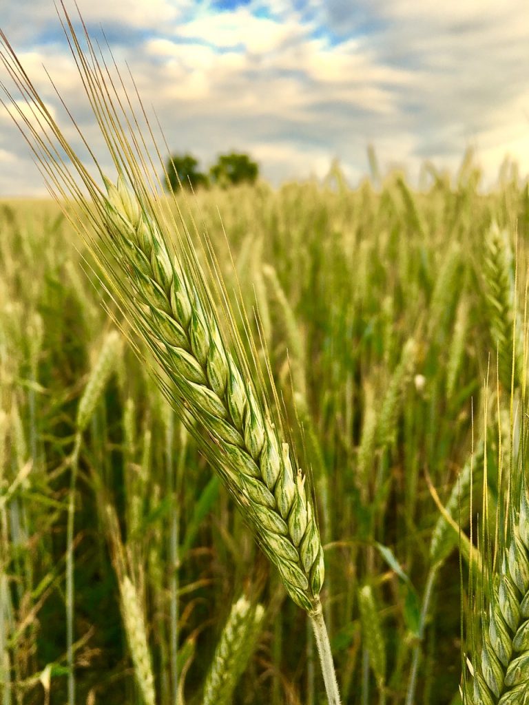 Barley Pilaff
