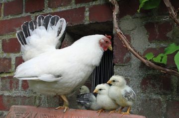Junior League Barbecued Chicken