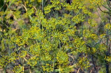 Green Beans With Yogurt and Dill