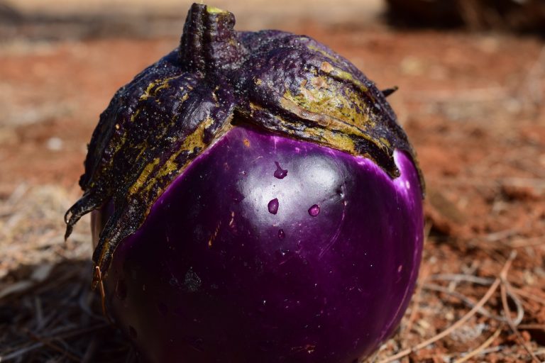 Antipasto Di Melanzane (Eggplant Appetizer)