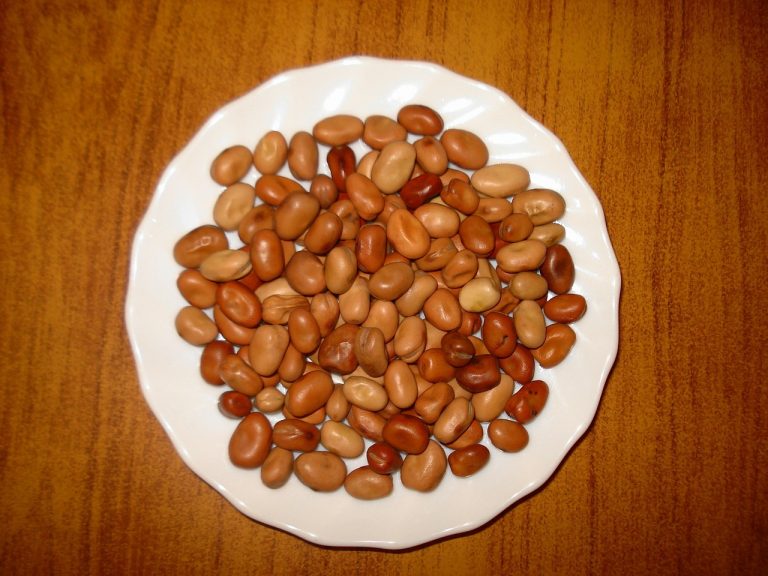 Stewed Fava Beans a Family Recipe