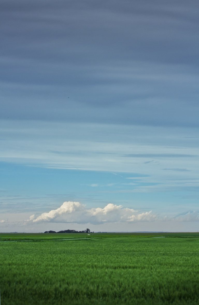 Alberta Prairie Burgers