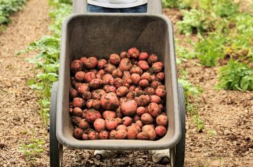 Roasted Red Potatoes With Shallots and Fresh Herbs