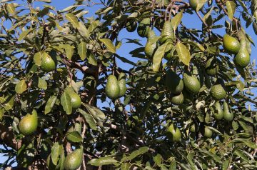 Cold Marinated Shrimp and Avocados