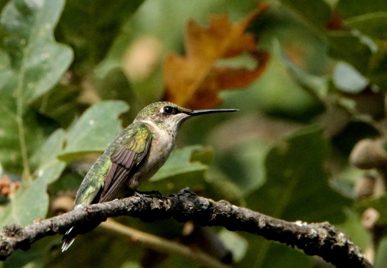 Hummingbird Bars
