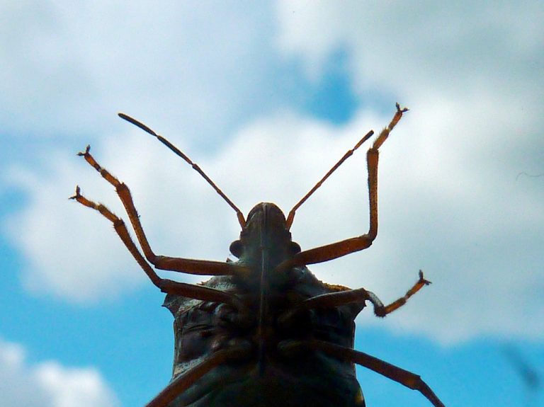 Bugs in a Rug