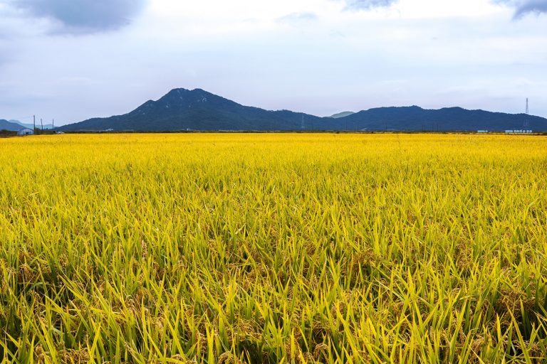 South African Yellow Rice