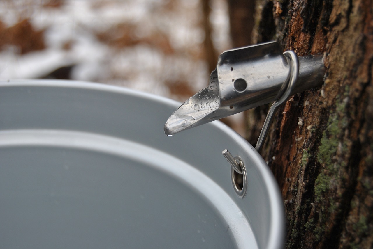 Maple Syrup Bars