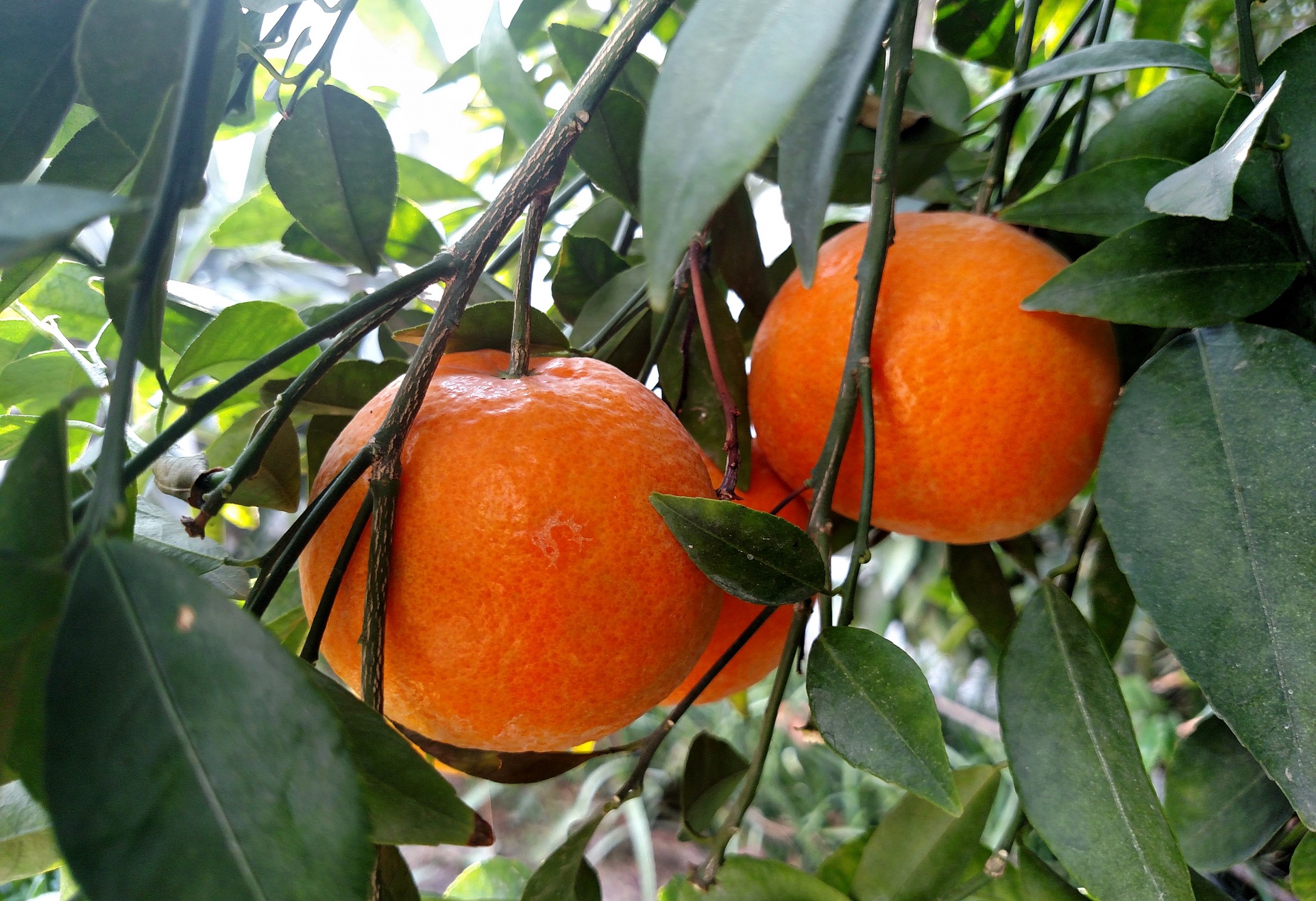 Perfumed Oranges