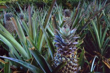 Polynesian Burgers With Pineapple