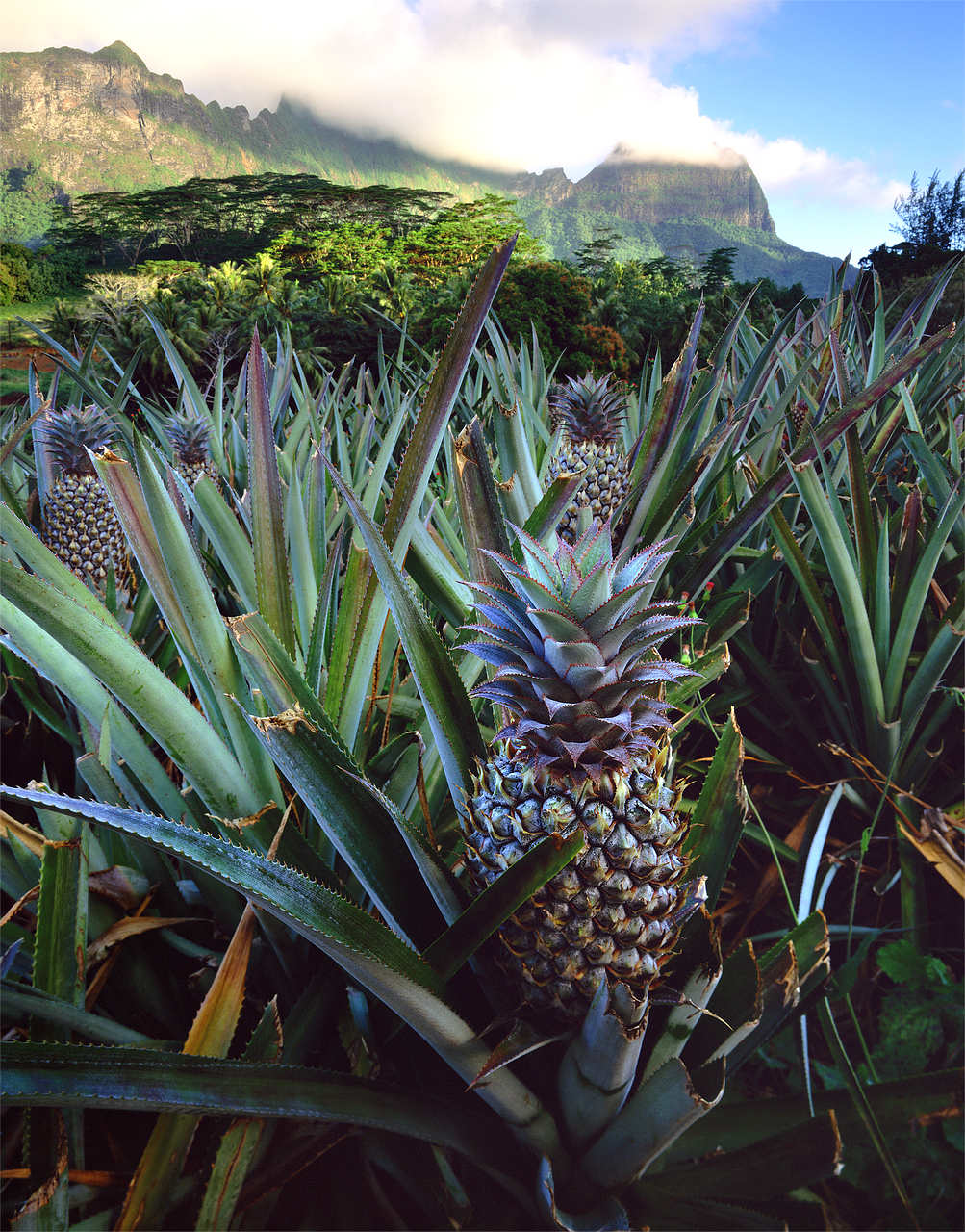 Polynesian Burgers With Pineapple