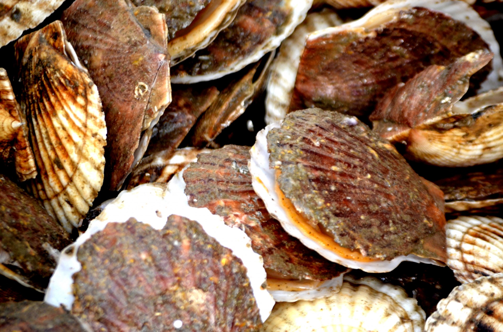 Block Island Scallop Stew