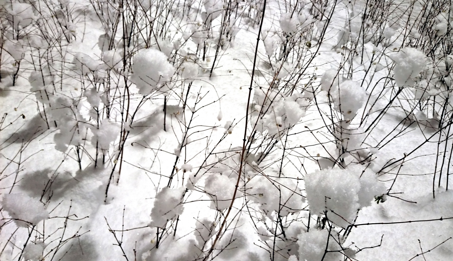 Pixie Magic Confetti Snowballs