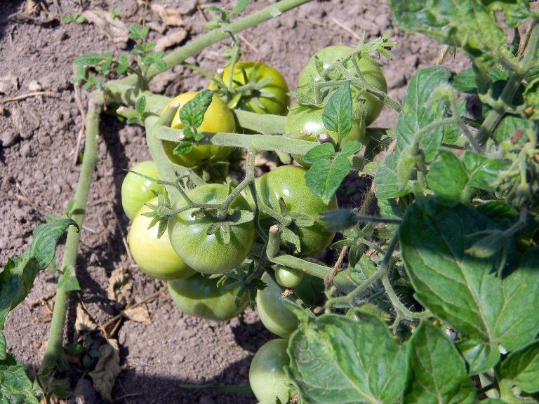 Sauteed Chicken With Cherry Tomatoes