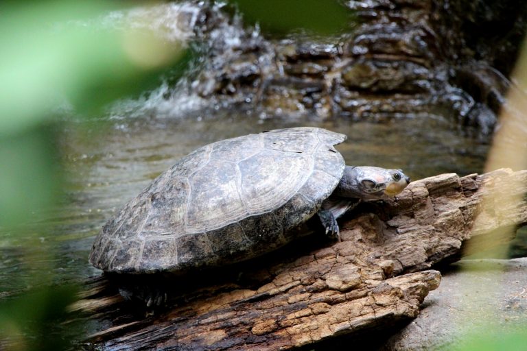 Turtle Shell Salad