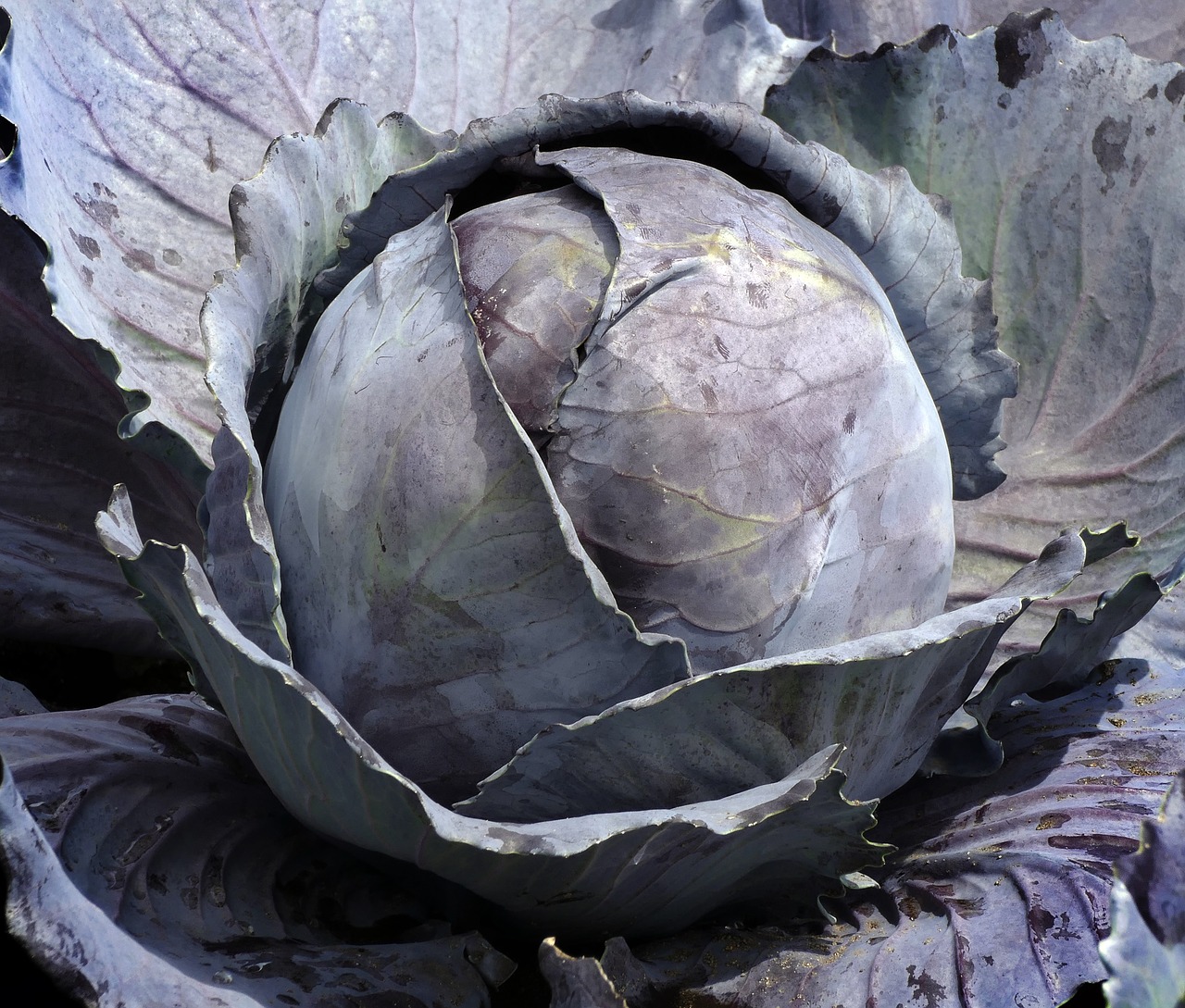 Sauteed Red Cabbage With Raisins