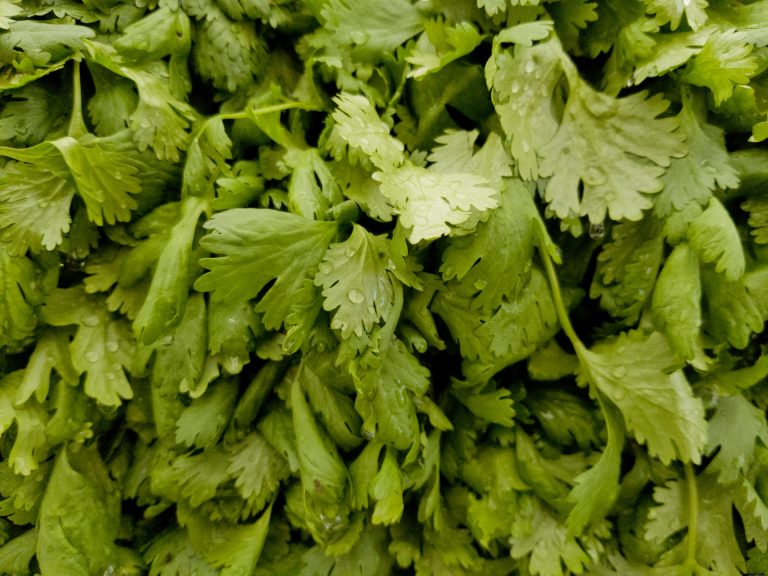 Cilantro Cream