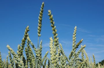 Wheat Sweet Salad