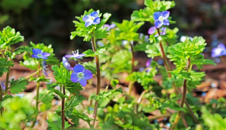 The Incredible Edible Flower Salad With Fresh Herbs