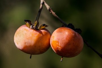 Persimmon Bars