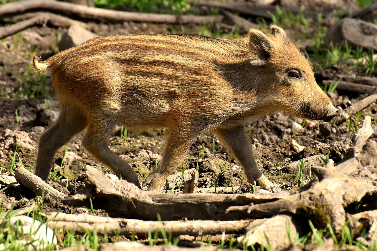 When Pigs Fly Appetizer