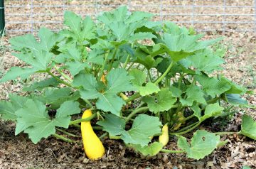 Yellow Squash With Peanuts